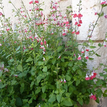 Dom wakacyjny Maison A La Campagne *