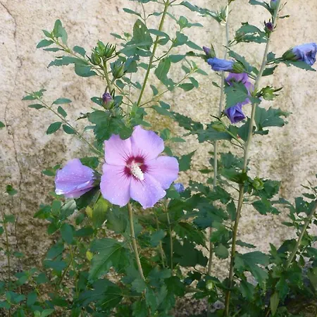 Maison A La Campagne Dom wakacyjny *