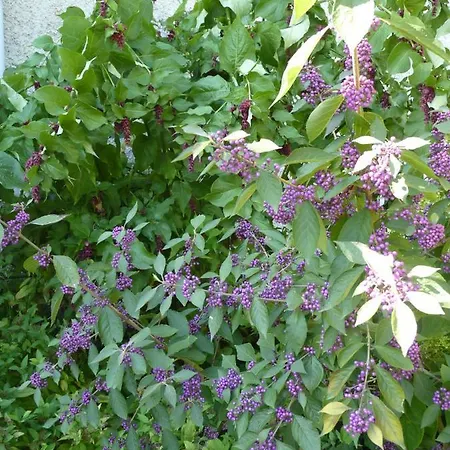 Maison A La Campagne * Blis-et-Born