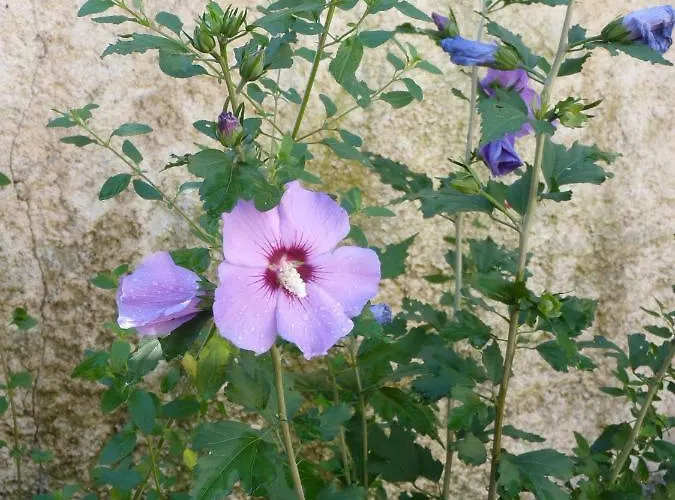 Maison A La Campagne Nyaraló *