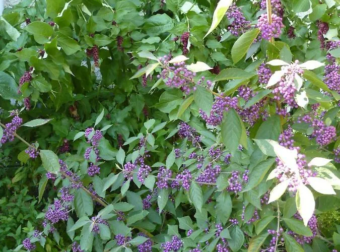 Maison A La Campagne * Blis-et-Born